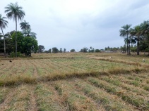 Les rizières de Kachouane